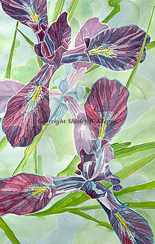 Iris Delicata